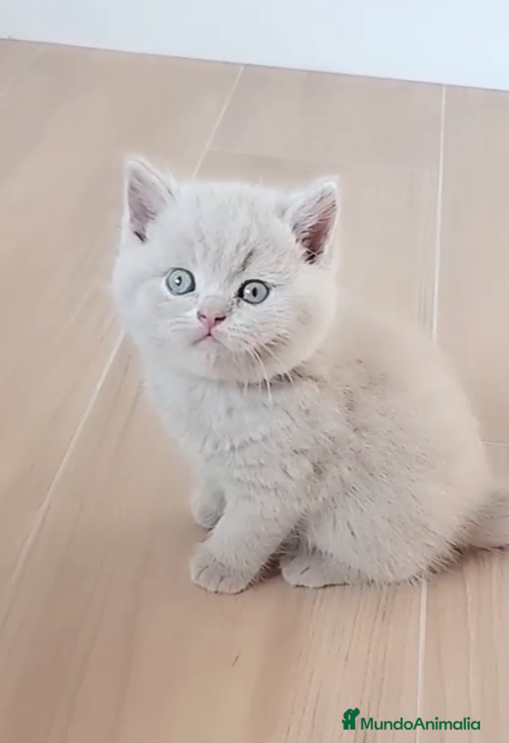 Británico de Pelo Corto Azul gatos 💖 BRITISH SHORTHAIR BLUE Y FAWN - Anuncio 1
