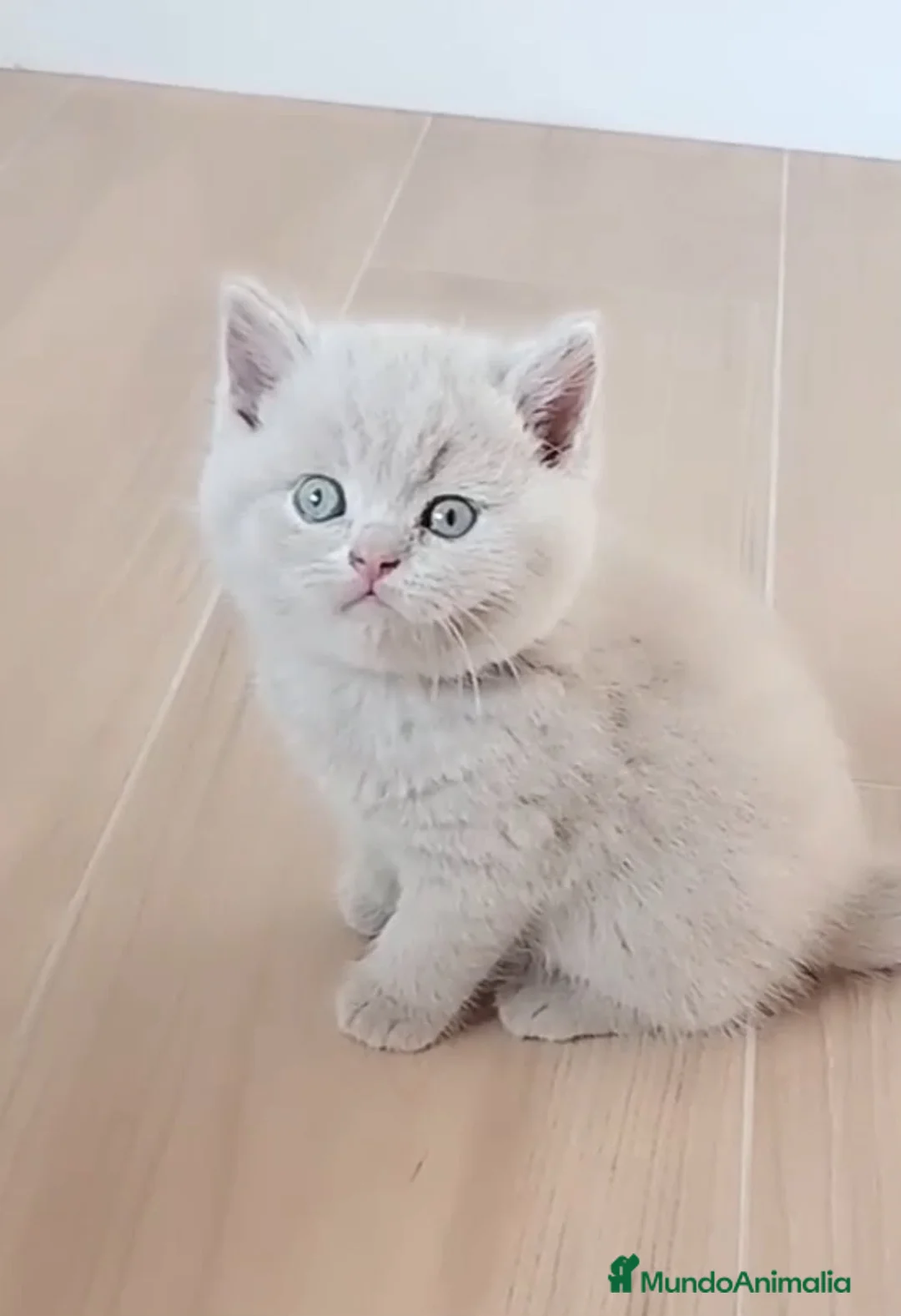 Británico de Pelo Corto Azul gatos en venta: 💖 BRITISH SHORTHAIR BLUE Y FAWN - Anuncio 1