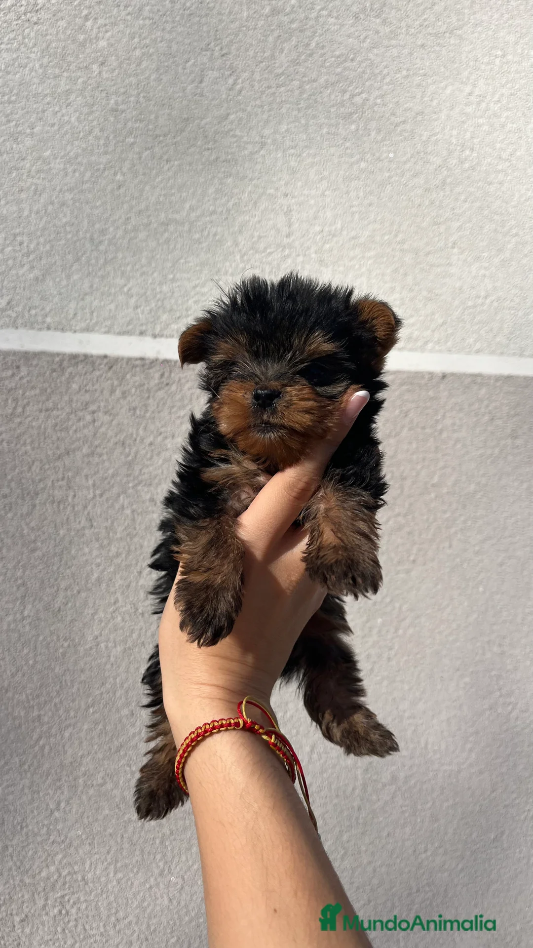 Yorkshire Terrier perros en venta: Excelente camada de yorkshair terrier  - Anuncio 8