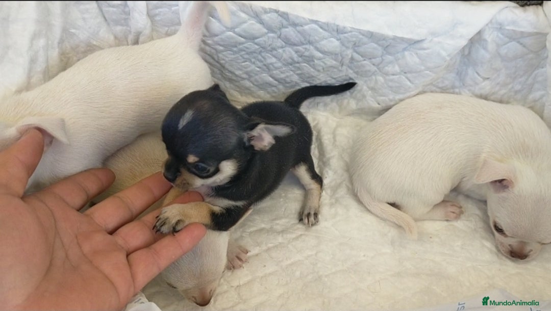 Chihuahua perros en venta: Chihuahua cabeza manzana  - Imagen 1
