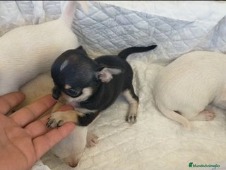 Chihuahua perros - Anuncio 8