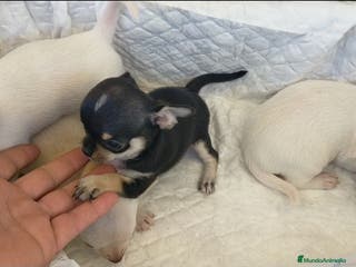 Chihuahua perros Chihuahua cabeza manzana - Anuncio 3