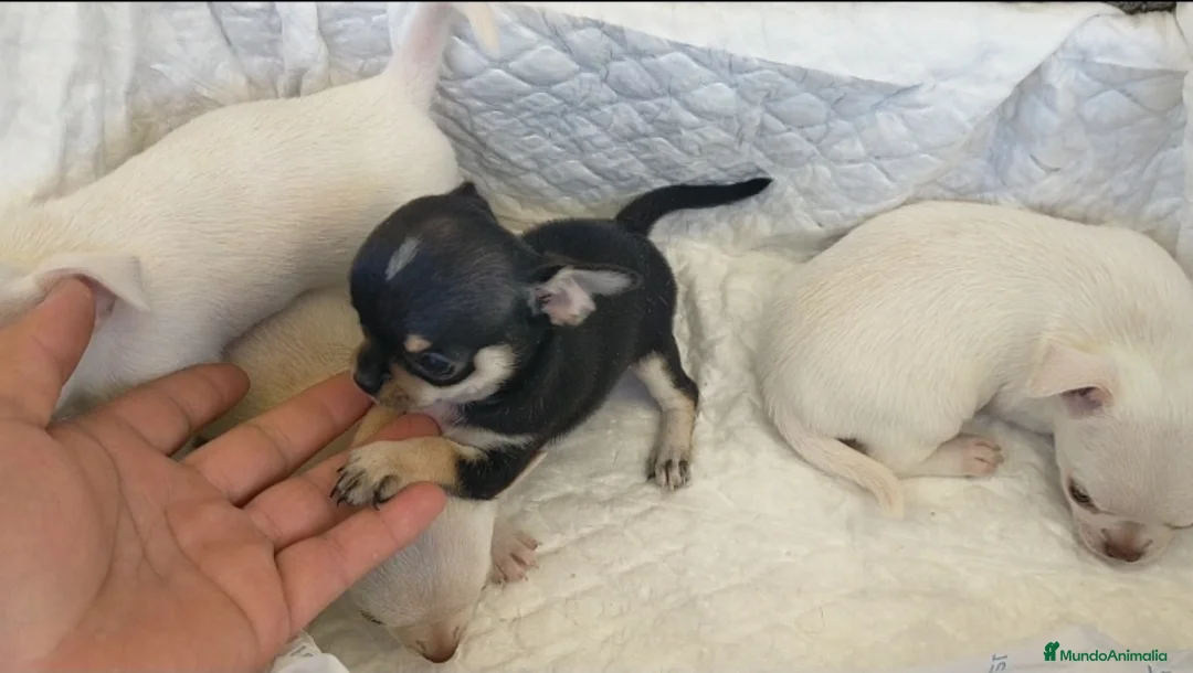 Chihuahua perros en venta: Chihuahua cabeza manzana  - Anuncio 1