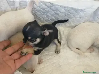 Chihuahua perros Chihuahua cabeza manzana - Anuncio 3