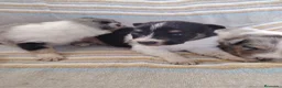 Collie de Pelo Largo perros en venta: Rough collie  - Anuncio 8