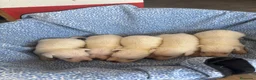 Schnauzer Miniatura perros en venta: CACHORRAS DE SCHNAUZER MINIATURA  - Anuncio 2