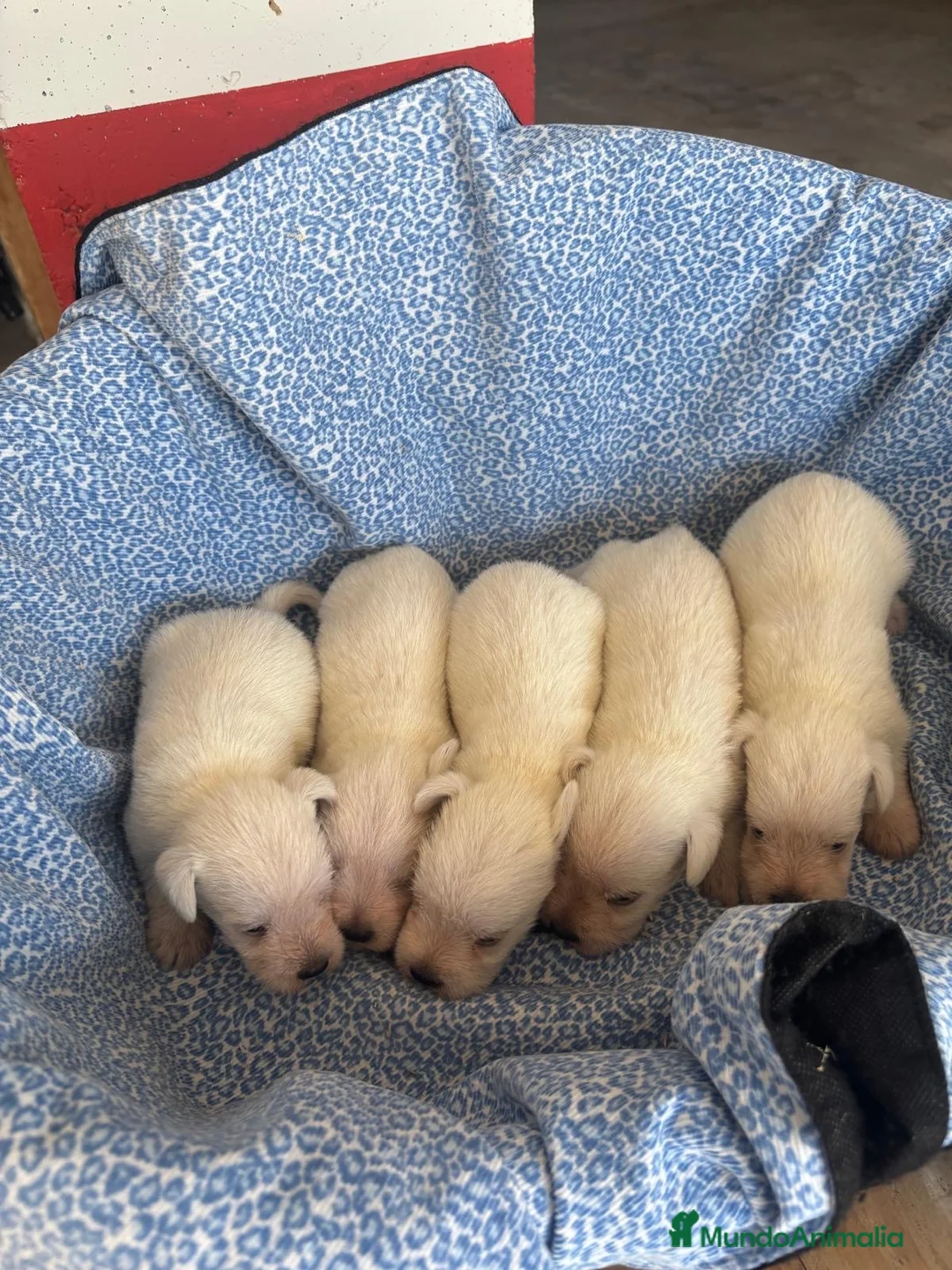 Schnauzer Miniatura perros en venta: CACHORRAS DE SCHNAUZER MINIATURA  - Anuncio 2