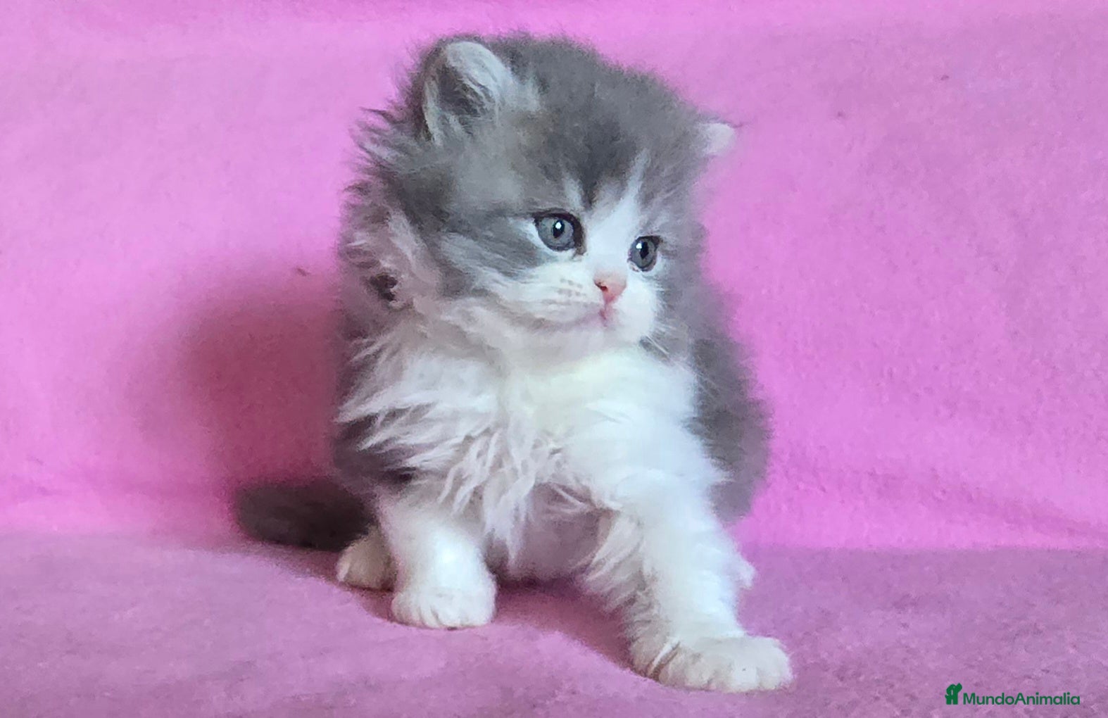 Persa gatos Gatcot.com - Anuncio 28