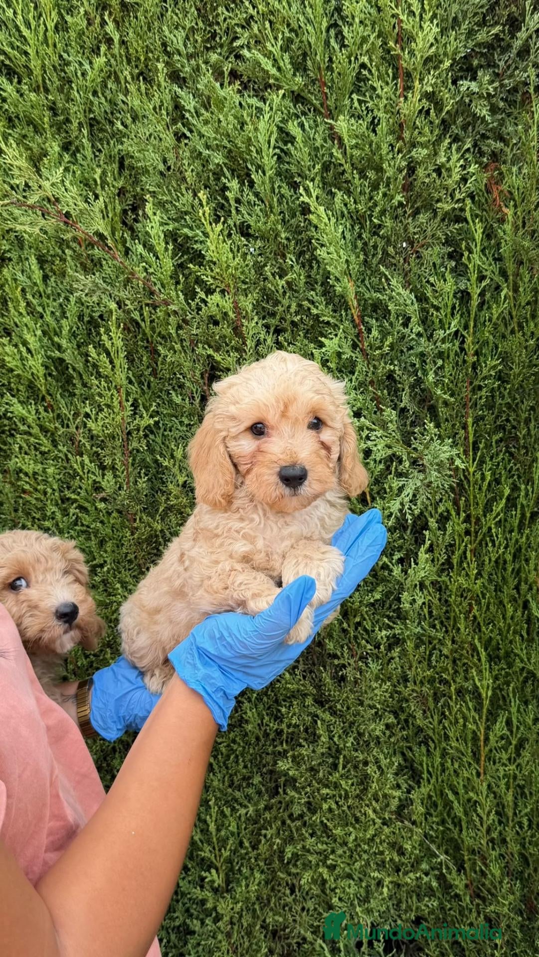 Maltipoo perros MALTIPOO * MALTIPOO * MALTIPOO - Anuncio 1