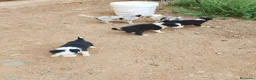 Border Collie perros en adopcion: Preciosos border collie - Anuncio 4