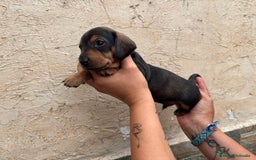 Teckel perros en venta: Teckel pelo corto - Imagen 1