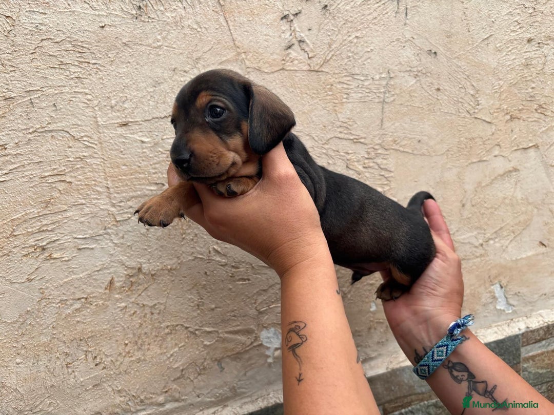 Teckel perros en venta: Teckel pelo corto - Imagen 1