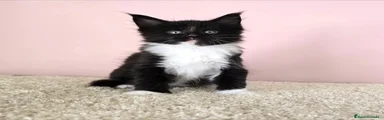 Oreo
