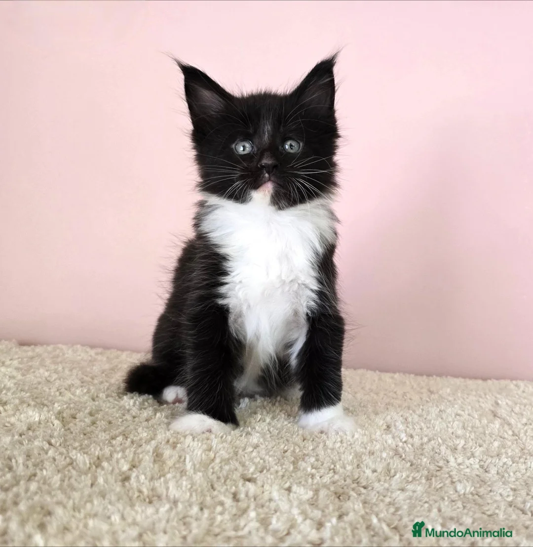 Maine Coon gatos en venta: Gatitos Maine Coon - Anuncio 2