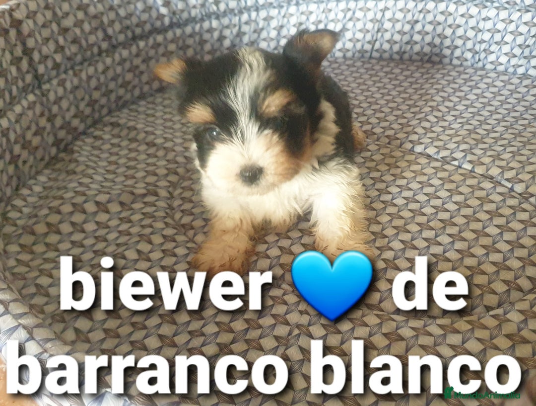 Biewer Yorkshire Terrier a la Pom Pon perros en venta: Biewer machito chiquitin con pedigree - Imagen 3
