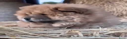 Chow Chow perros en venta: Chow Chow de calidad  - Anuncio 5