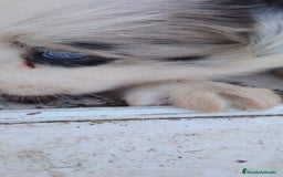 Border Collie perros en venta: PRECIOSA CACHORRA BORDER COLLIE MERLE - Imagen 2