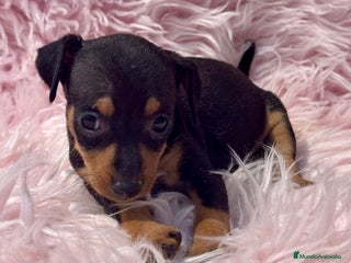 Pinscher Miniatura perros - Anuncio 12