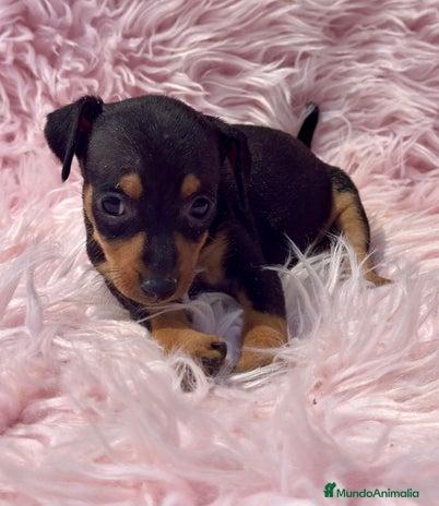Pinscher Miniatura perros - Anuncio 12