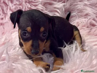 Pinscher Miniatura perros MINIPINSCHER DISPONIBLES - Anuncio 3