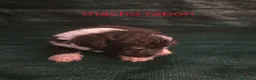 Perro de Agua Español perros en venta: Espectacular perro de agua en Madrid - Anuncio 2