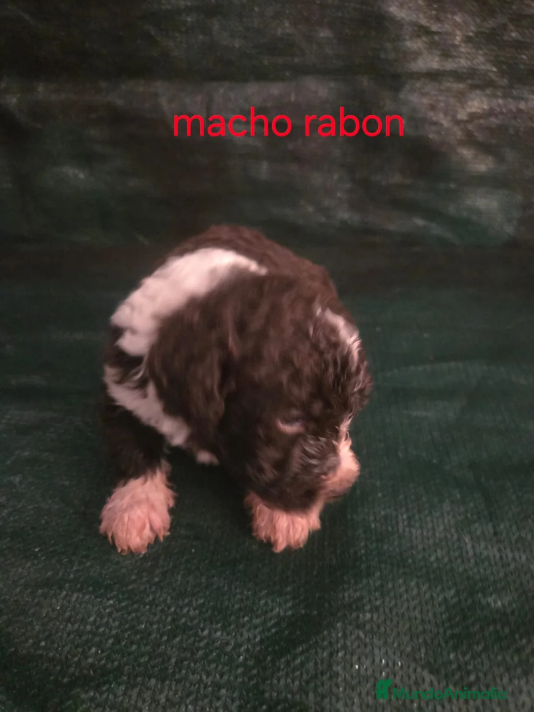 Perro de Agua Español perros en venta: Espectacular perro de agua en Madrid - Anuncio 2