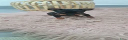 Ratón de Praga perros en venta: Ratón de Praga maxima calidad toy - Anuncio 3
