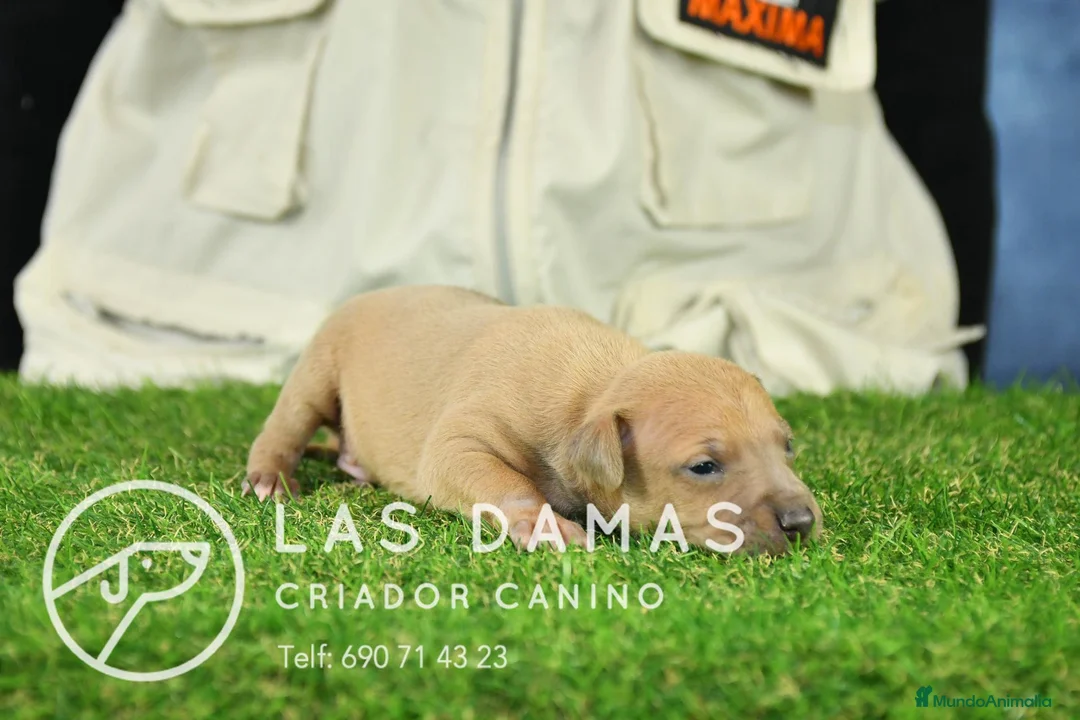 Pequeño Lebrel Italiano perros en venta: Piccolo lebrel italiano - Anuncio 4