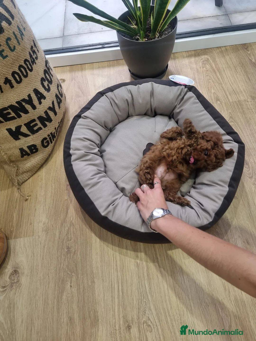 Caniche Toy perros en venta: Caniches minis - Anuncio 4