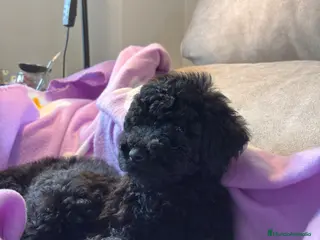 Caniche Toy perros Caniche Toy hembra - Anuncio 1