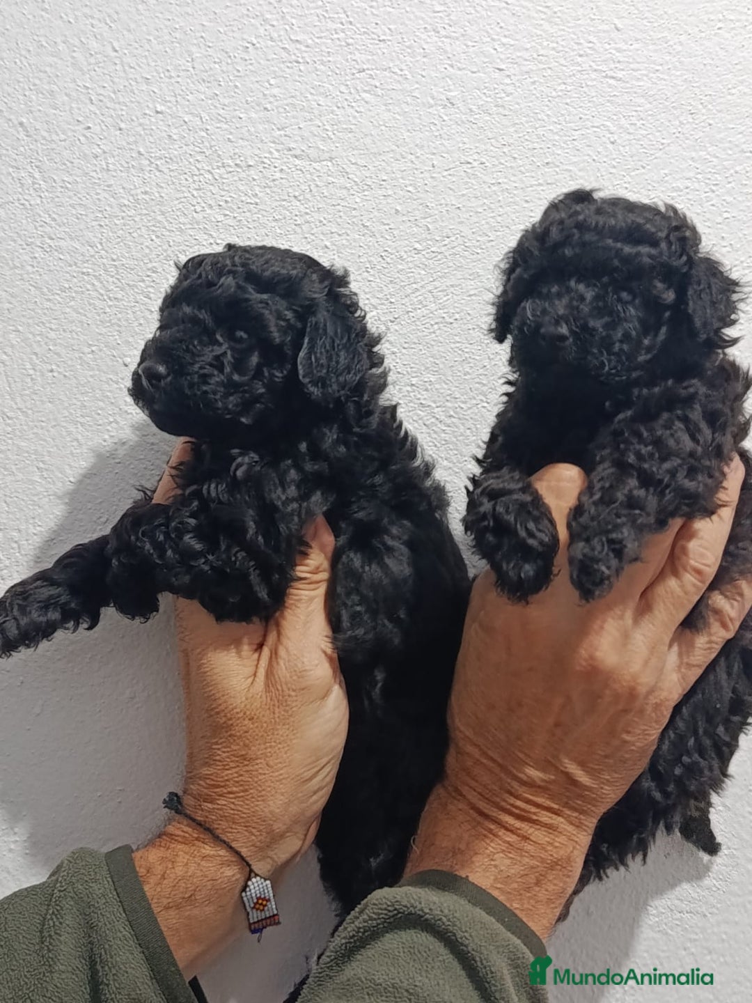 Caniche Toy perros en venta: Caniches Toy - Anuncio 4