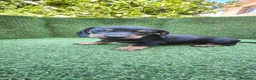 Teckel Miniatura perros en venta: teckel miniatura arlequín y varios colores  - Anuncio 9