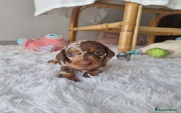 Teckel Miniatura perros en venta: TECKEL MINIATURA ARLEQUIN  - Imagen 1