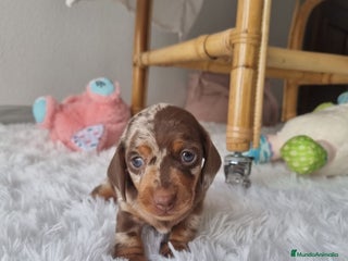 Teckel Miniatura perros - Anuncio 1