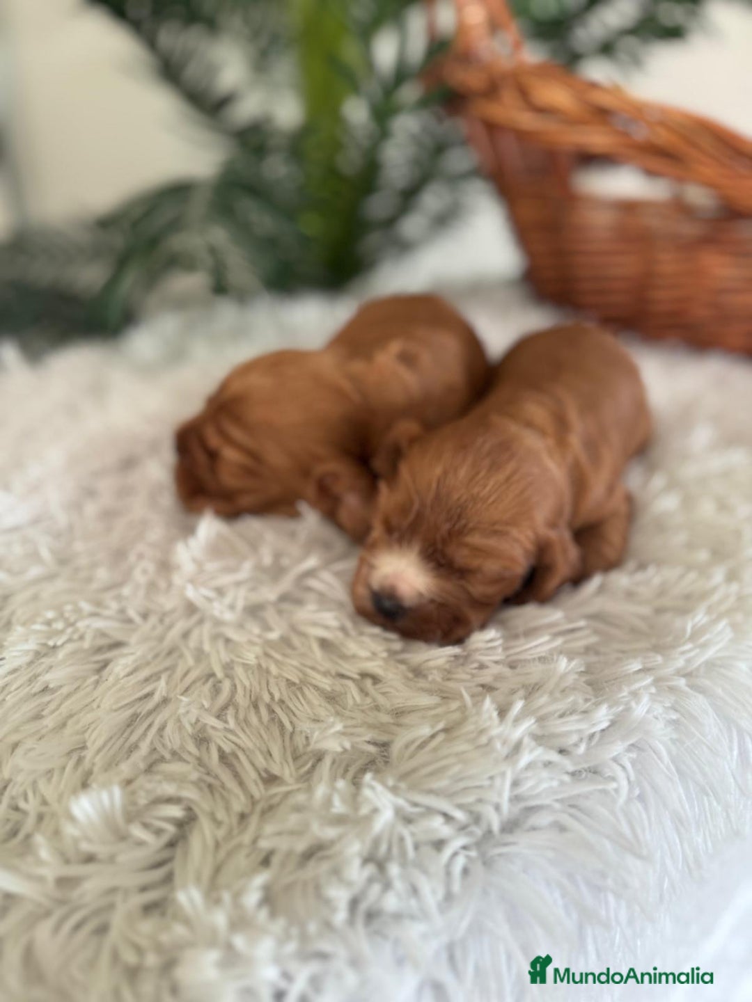 Cocker Spaniel Inglés perros en venta: COCKER SPANIEL INGLES - Anuncio 16