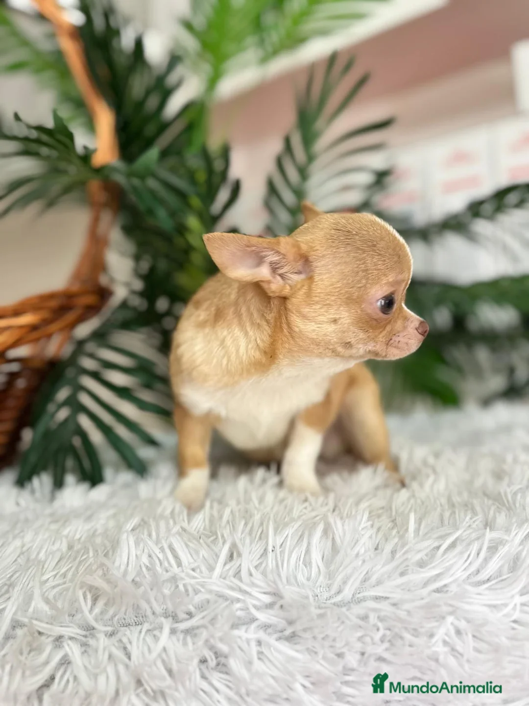 Chihuahua perros en venta: CHIHUAHUA  - Anuncio 8
