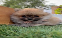 Pomerania perros en venta: POMERANIA HEMBRA - Imagen 13