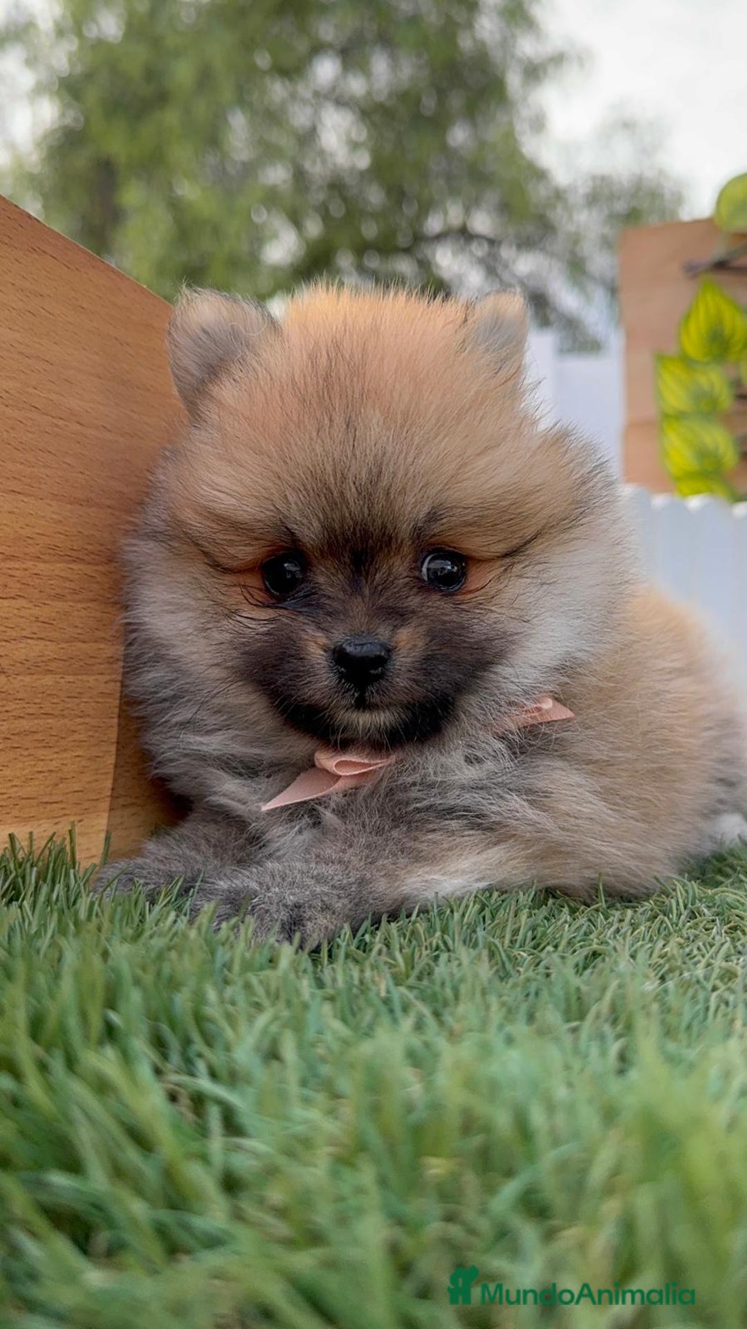 Pomerania perros en venta: POMERANIA HEMBRA - Imagen 13