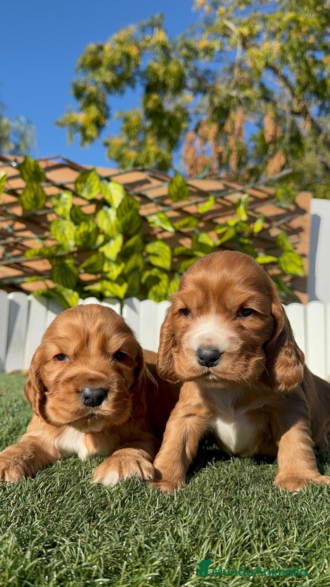 Cocker Spaniel Inglés perros en venta: COCKER SPANIEL INGLES - Anuncio 4