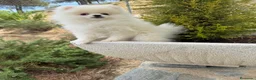Pomerania perros en venta: Pomerania toy hembra fotos reales y actuales!! - Anuncio 4
