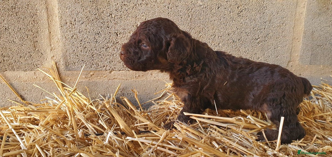 Perro de Agua Español perros en venta: Cachorros de Perro de Agua de color chocolate  - Imagen 1
