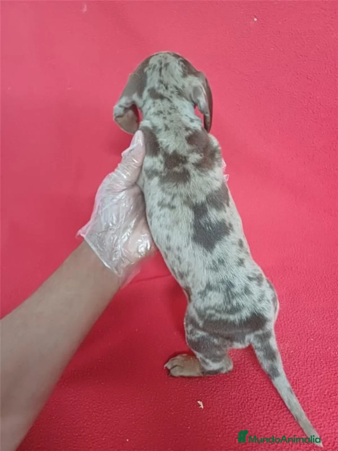 Teckel Miniatura perros en venta: Teckel Mini Arlequin  - Anuncio 3