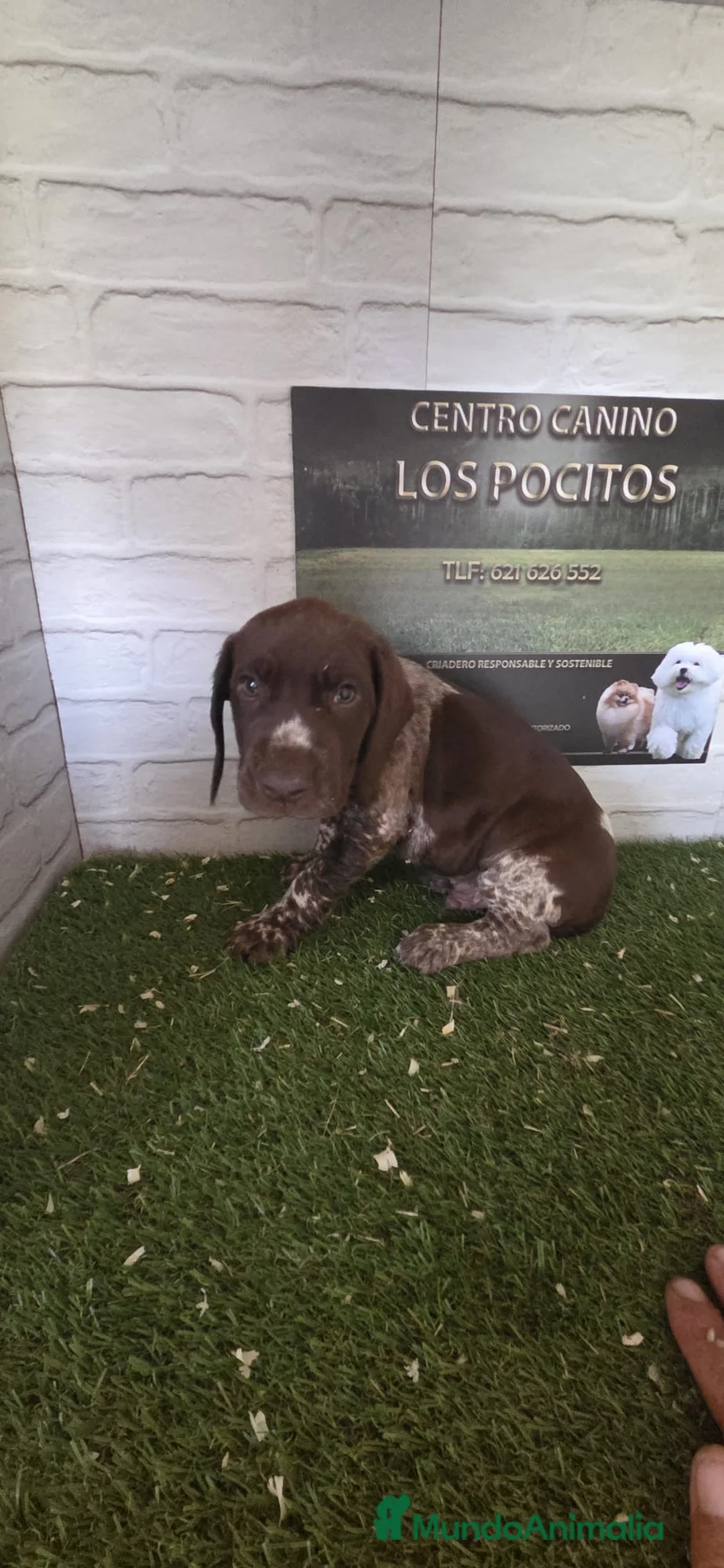 Braco Alemán de Pelo Corto perros en venta: Cachorro braco alemán macho - Anuncio 2