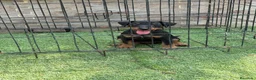 Terrier Alemán de Caza perros en venta: Cachorro Jagd terrier alemán  - Anuncio 5