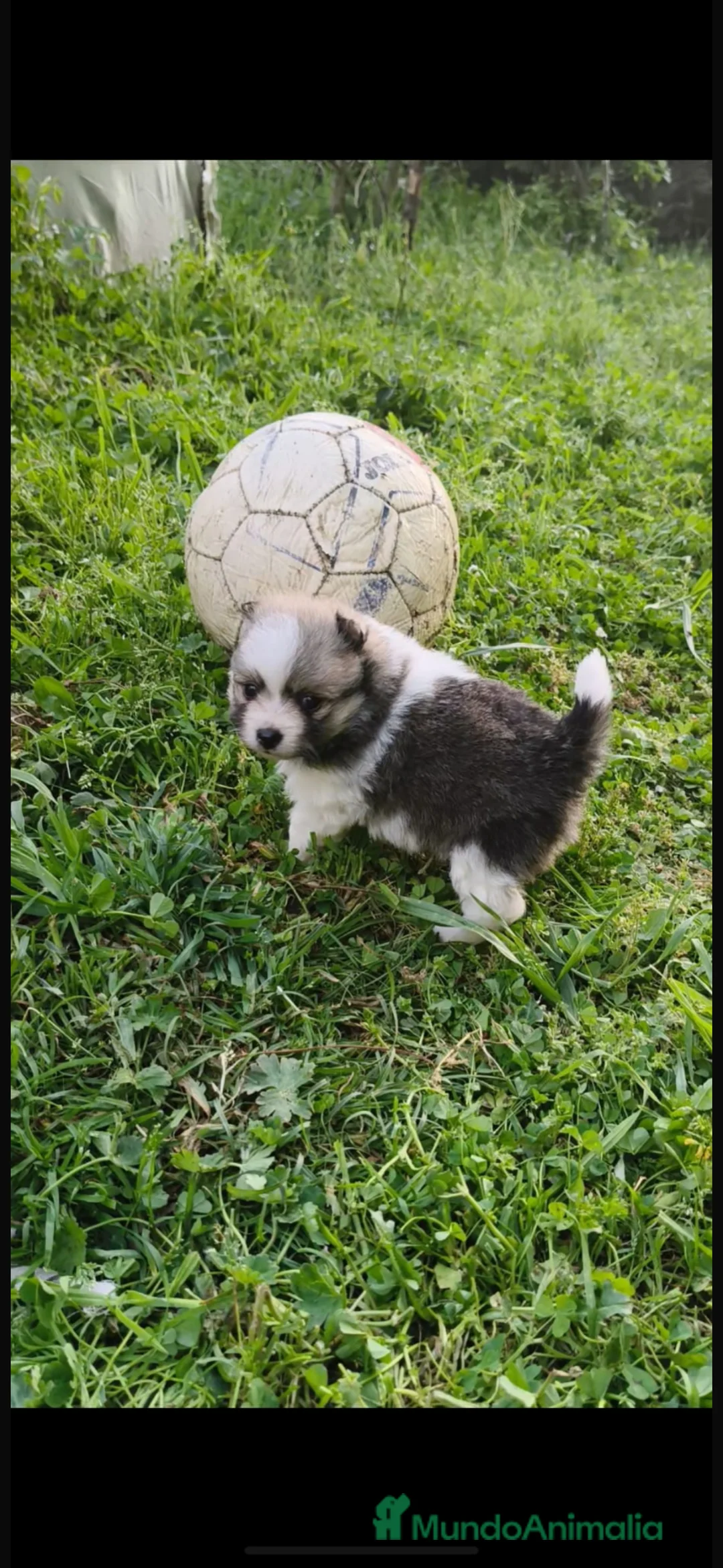 Pomerania perros en venta: pomerania  - Anuncio 6