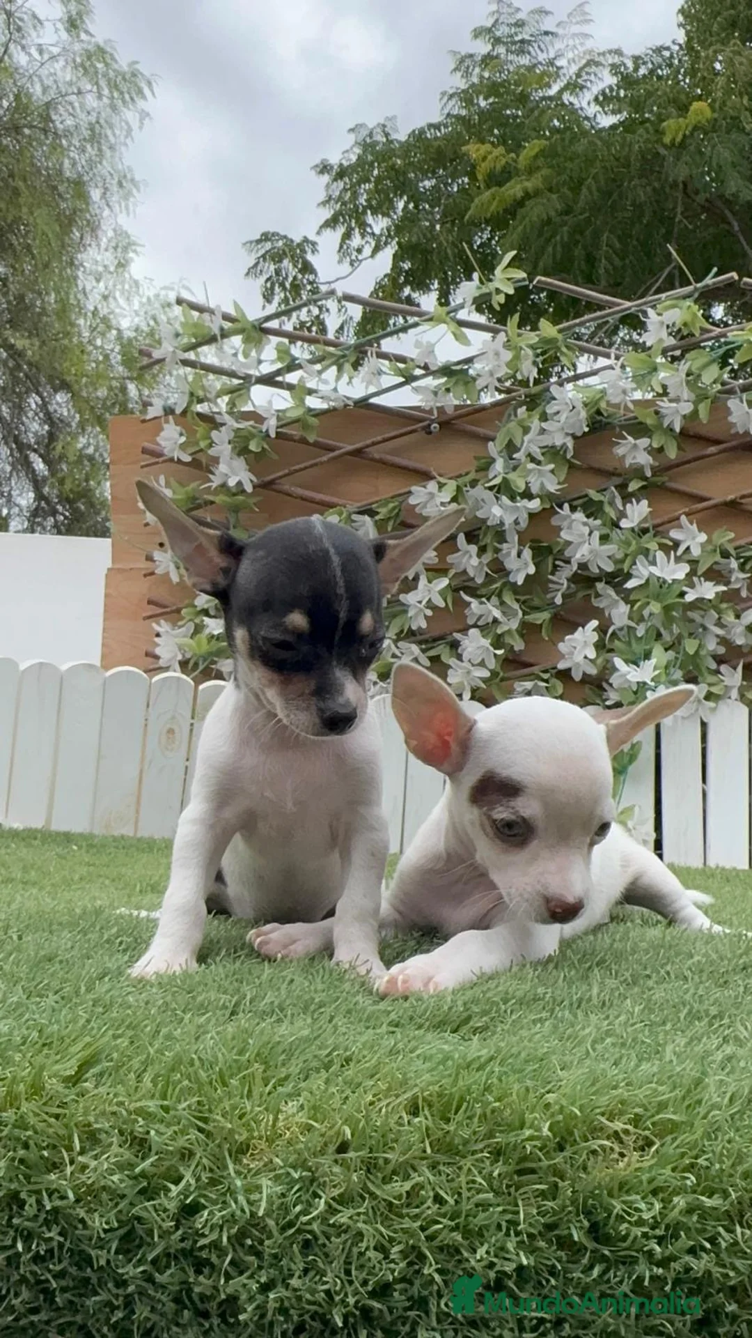 Chihuahua perros en venta: CHIHUAHUA MACHO - Anuncio 11