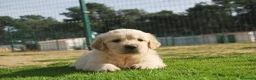 Golden Retriever perros en venta: Cachorros de Golden Retriever del Alto del Pago - Anuncio 3