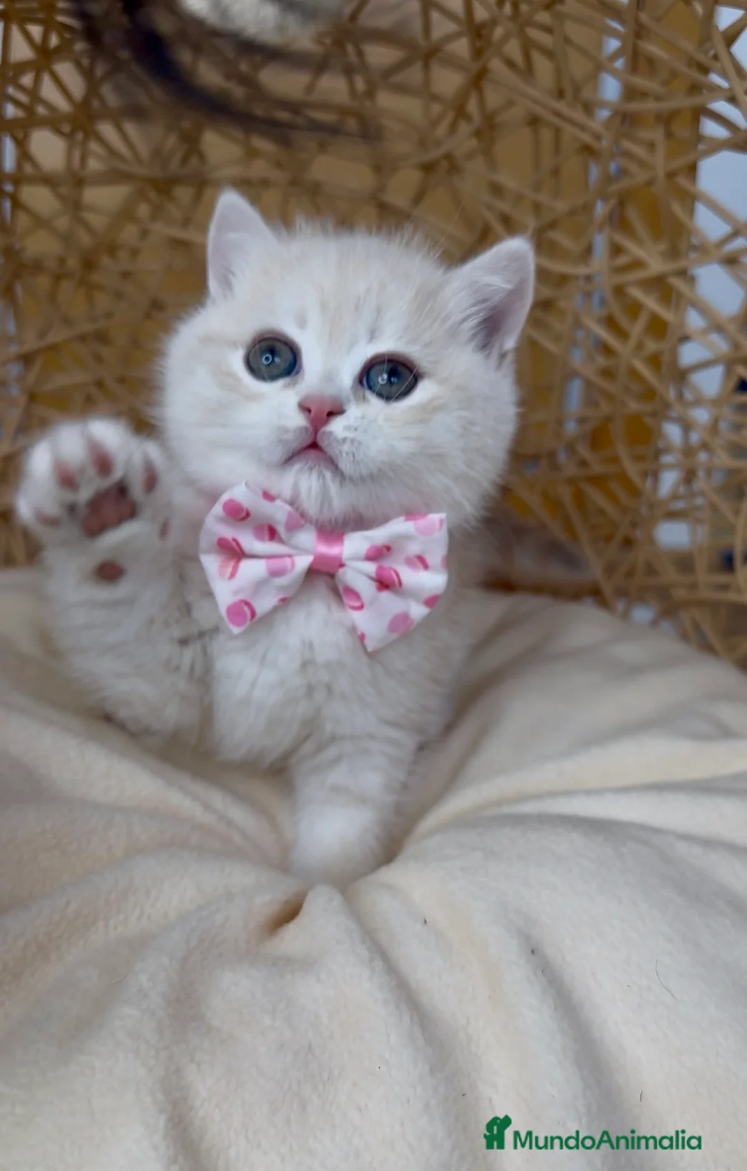 Británico de Pelo Corto gatos en venta: ✨ Últimos dos hermanitos disponibles ✨ - Anuncio 6