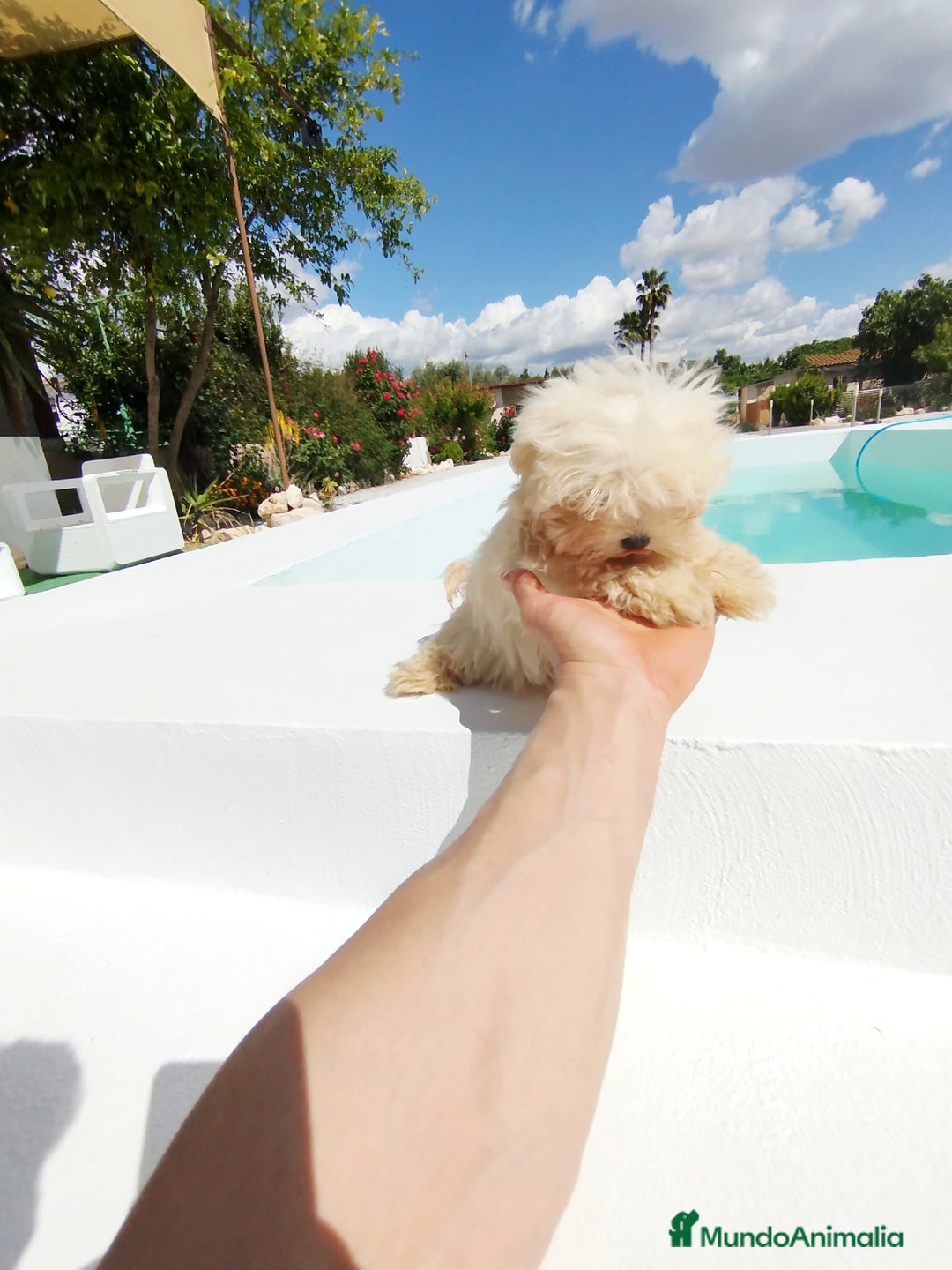 Bichón Maltés perros en venta: Bichón maltés toy  - Imagen 1