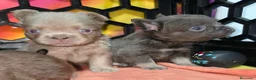 Bulldog Francés perros en venta: Fluffys y big rope bulldog  - Anuncio 11